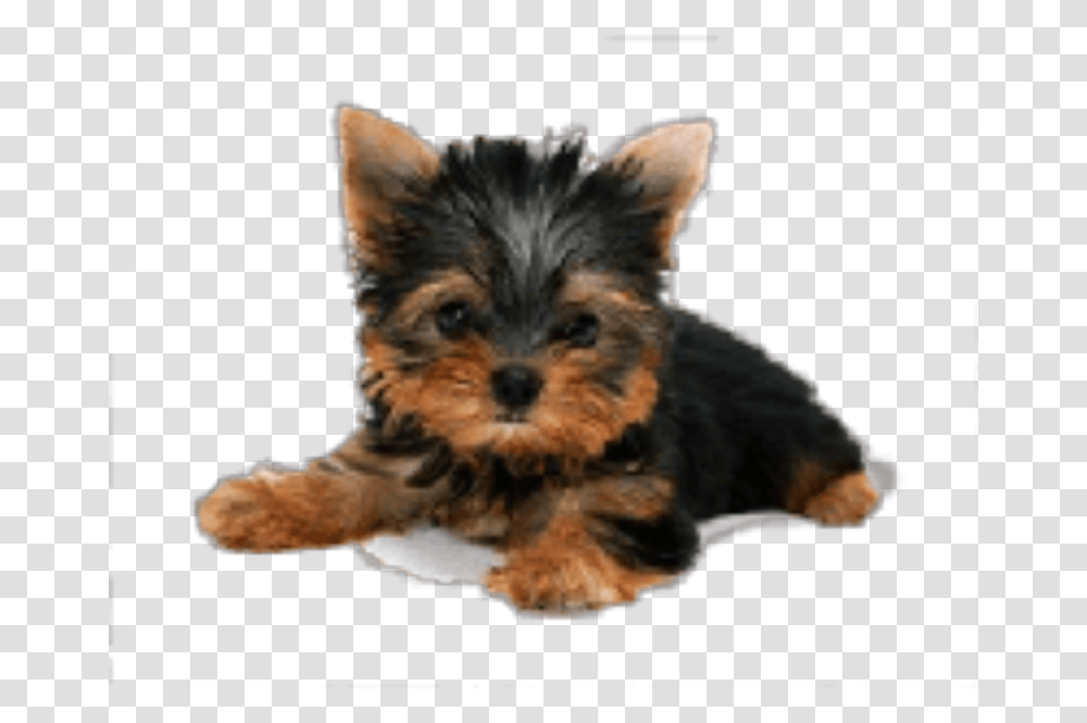 Yorkie Puppy Background, Dog, Pet, Canine, Animal Transparent Png