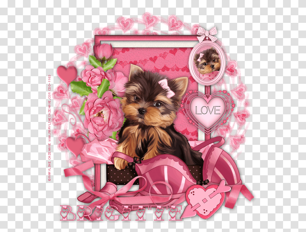 Yorkie Puppy Teacup Rose, Dog, Pet, Canine, Animal Transparent Png