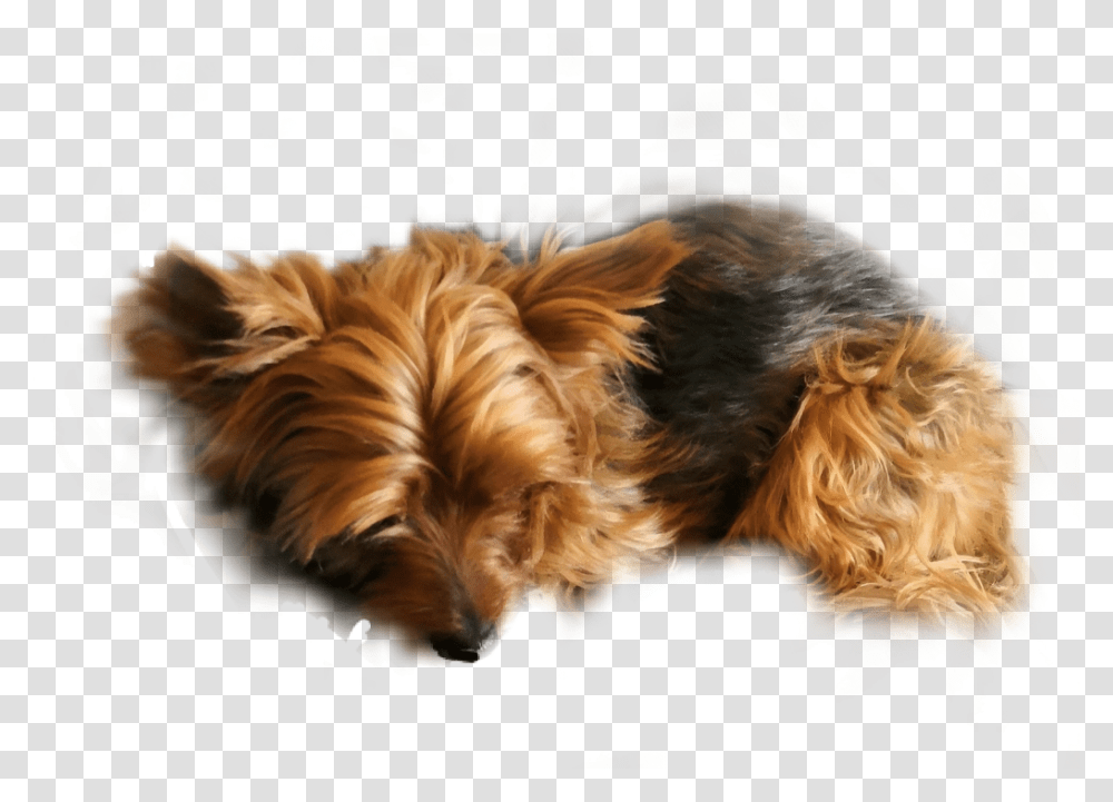 Yorkie Yorkshire Terrier Animal Pet Yorkshireterrier Australian Terrier, Dog, Canine, Mammal, Airedale Transparent Png