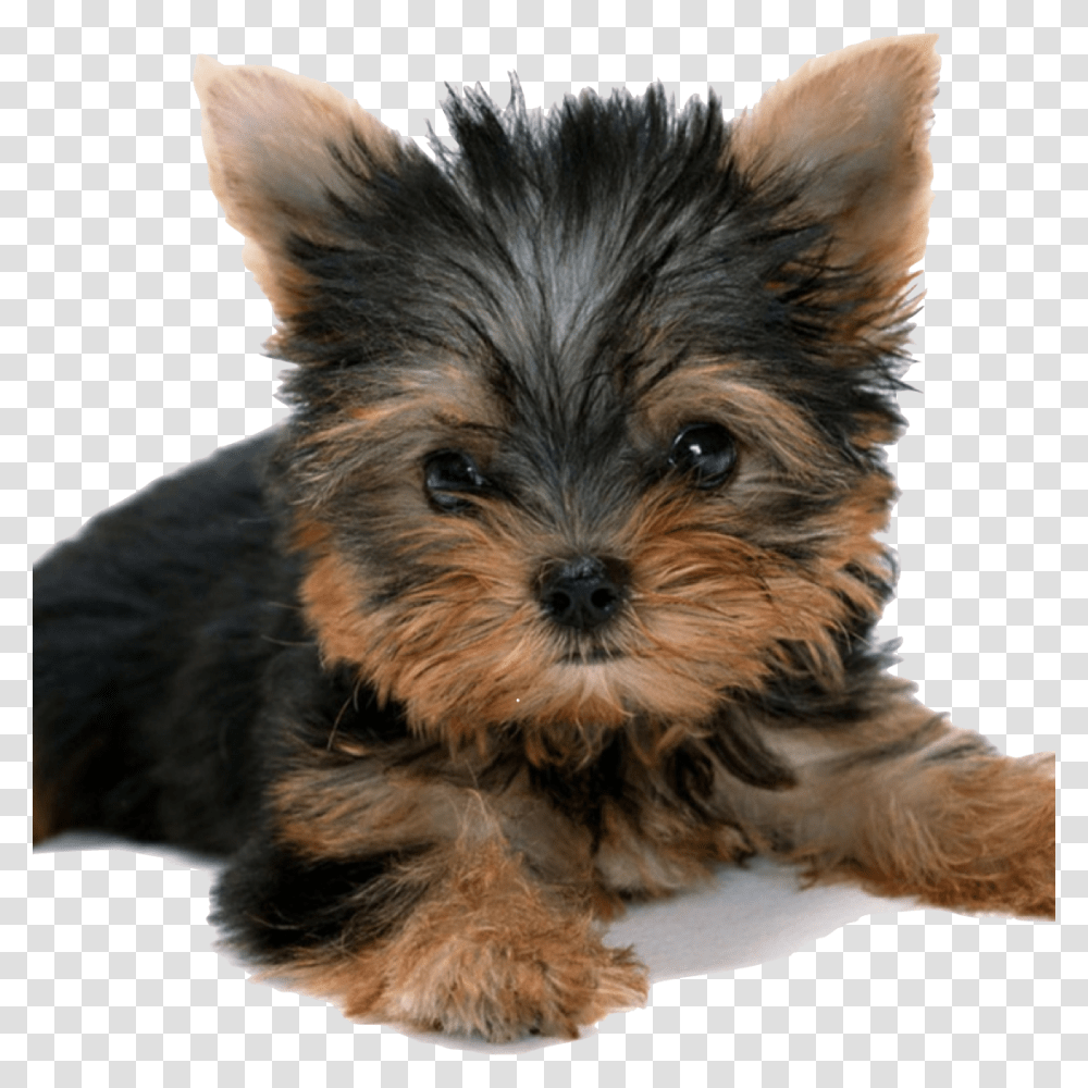 Yorkie Yorkshire Terrier Background, Dog, Pet, Canine, Animal Transparent Png