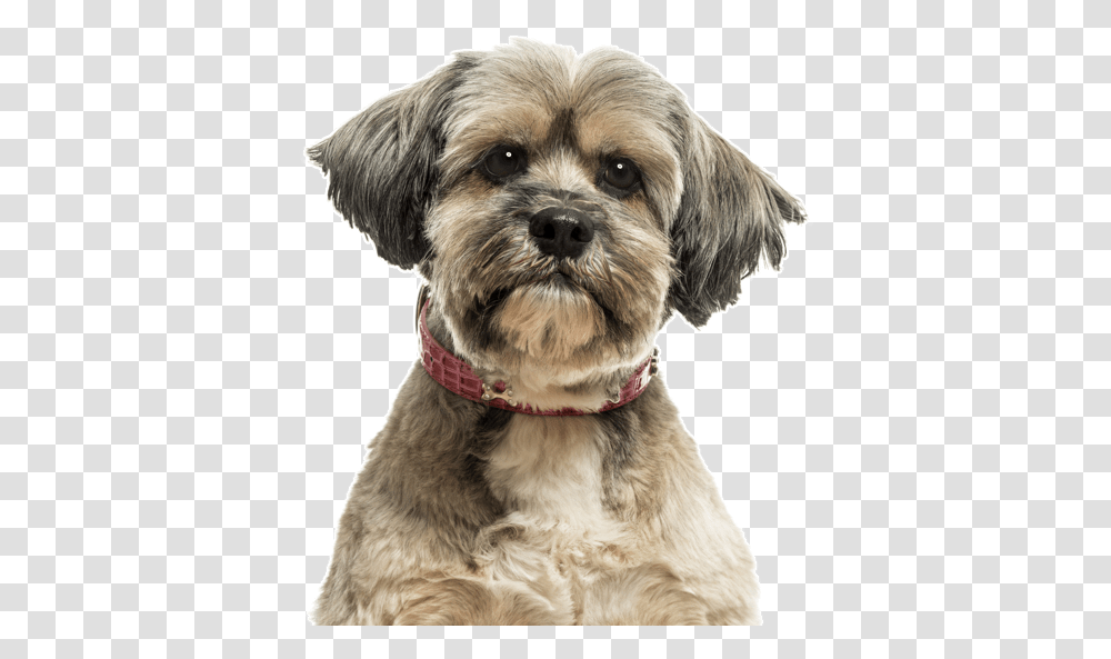 Yorkie Yorkshire Terrier Puppies Lhasa Apso, Dog, Pet, Canine, Animal Transparent Png