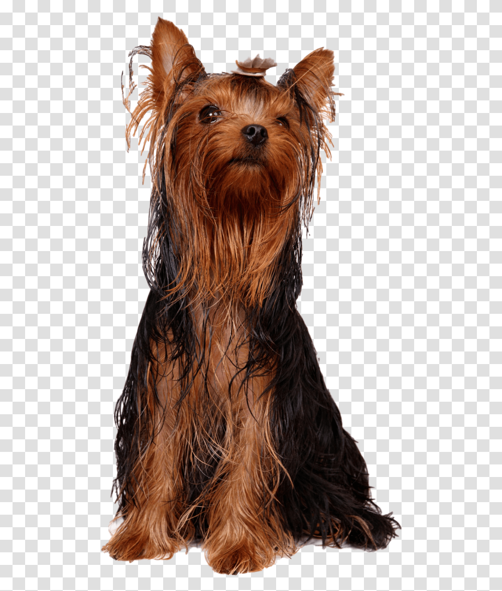 Yorkshire Terrier Australian Silky Dog With Greasy Hair, Pet, Canine, Animal, Mammal Transparent Png