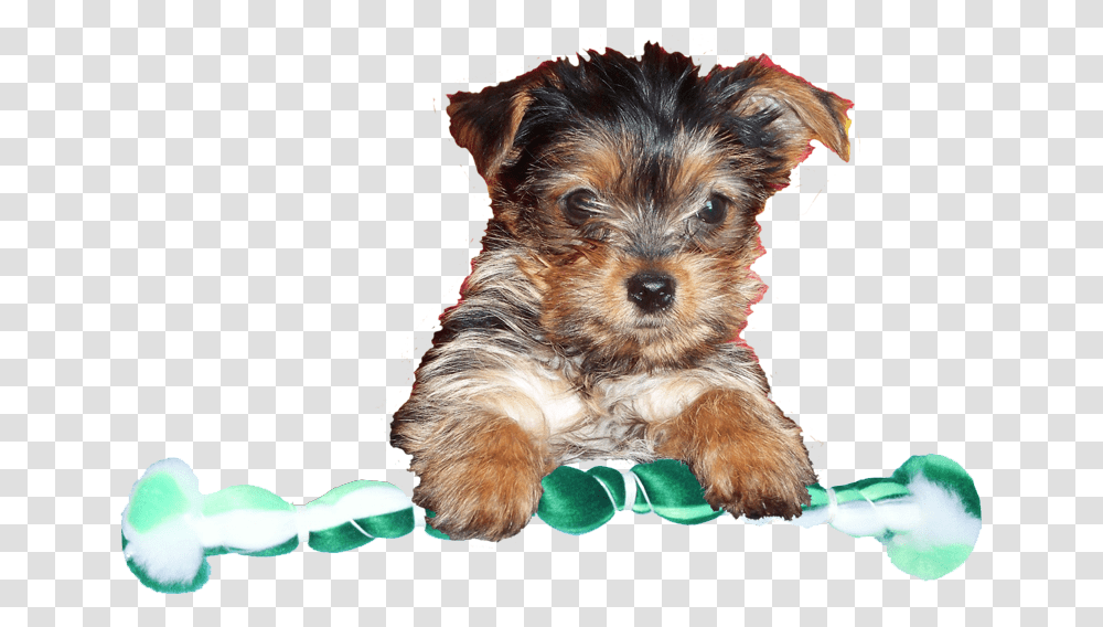 Yorkshire Terrier, Dog, Pet, Canine, Animal Transparent Png
