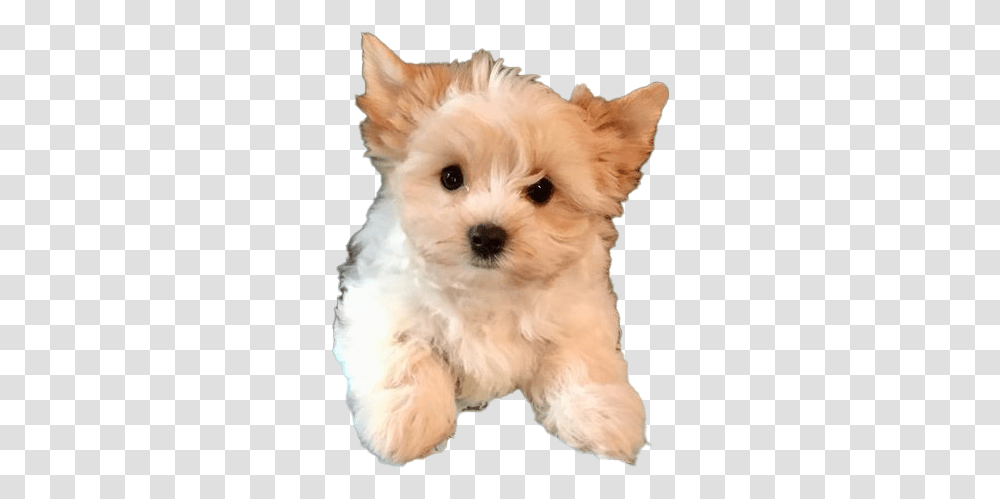 Yorkshire Terrier Puppy Image Yorkshire Terrier Puppy For Sale, Dog, Pet, Canine, Animal Transparent Png