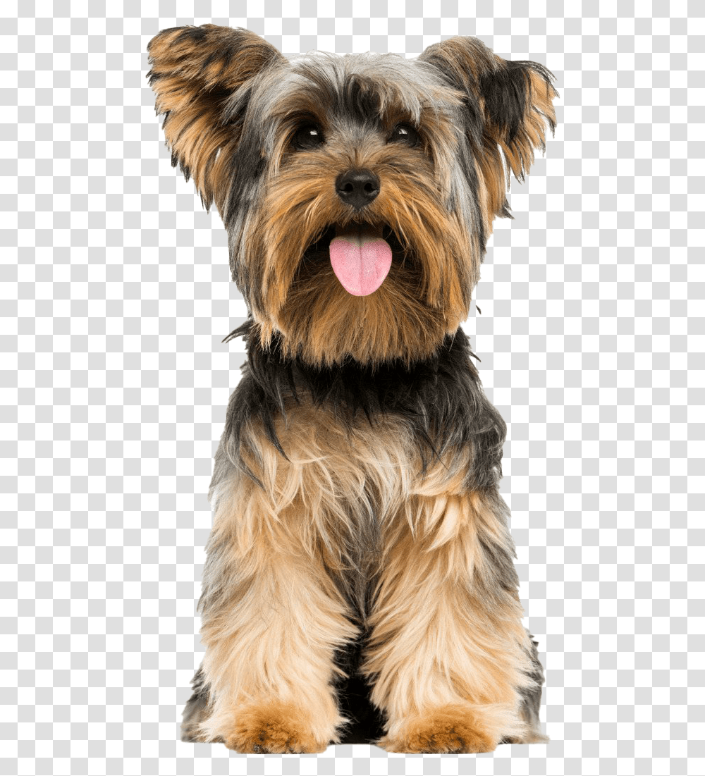 Yorkshire Terrier Yorkshire Terrier, Dog, Pet, Canine, Animal Transparent Png