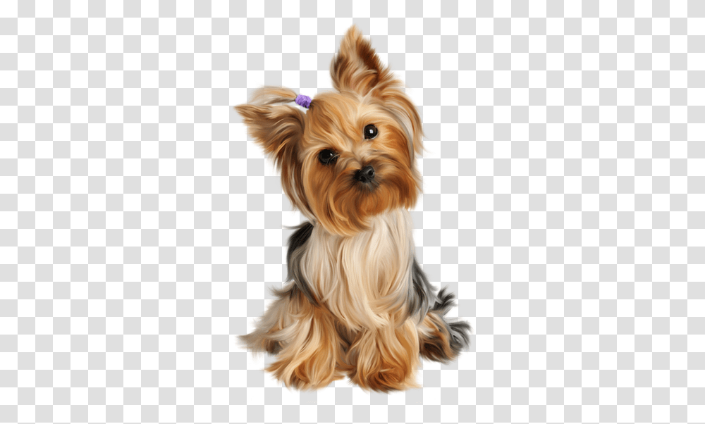 Yorkshire Toy Dog, Pet, Canine, Animal, Mammal Transparent Png