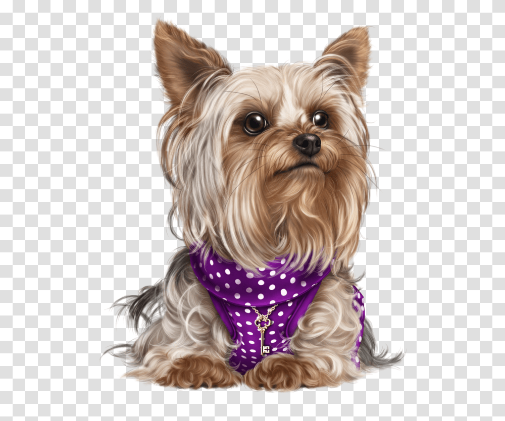 Yorky Puppy Images Cute Puppies Cute Dogs Dog Cat Dog Yorkie, Apparel, Pet, Canine Transparent Png