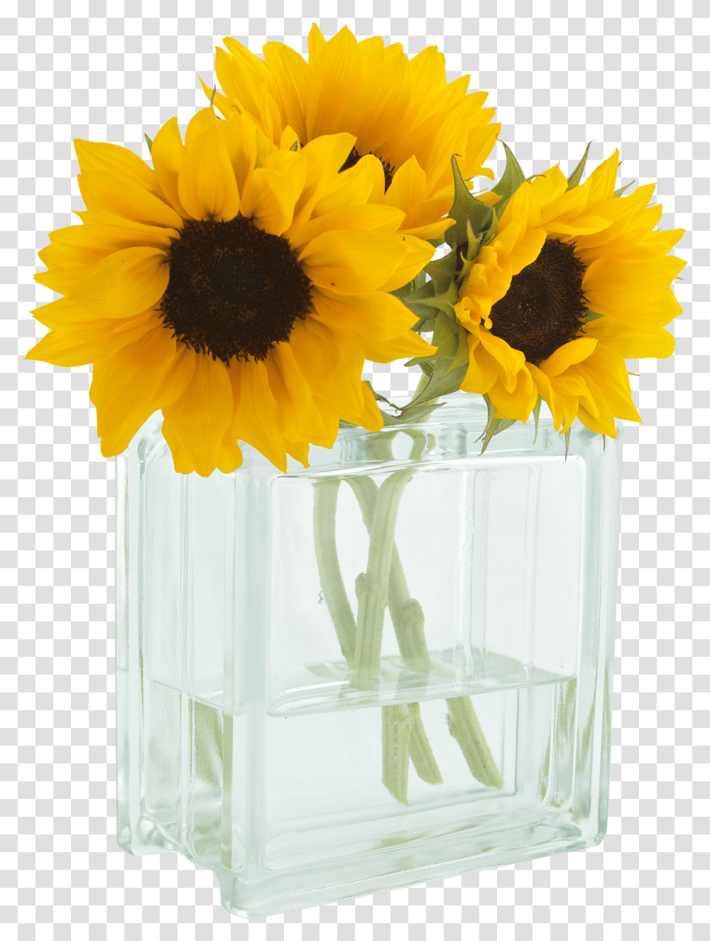 You Are My Sunshine 3 Sunflowers In A Vase Transparent Png