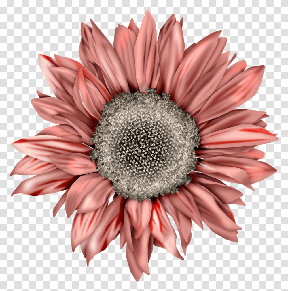 You Are My Sunshine Sunflower, Plant, Blossom, Daisy, Daisies Transparent Png