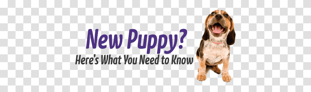 You Got A New Puppy Now What Got A New Puppy, Text, Dog, Animal, Mammal Transparent Png
