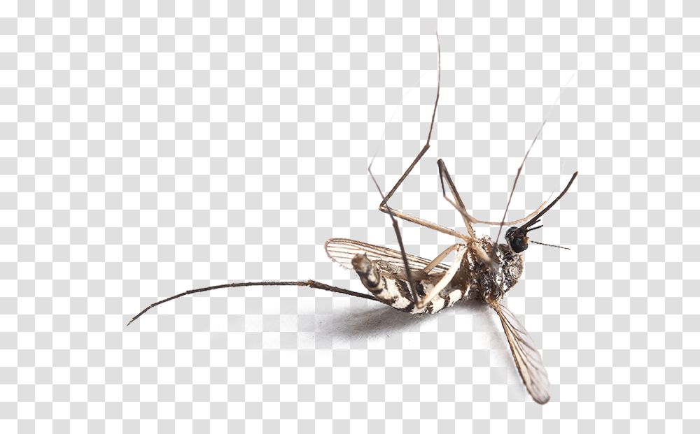 You Need Mymosquitopro Dead Mosquito, Insect, Invertebrate, Animal, Spider Transparent Png