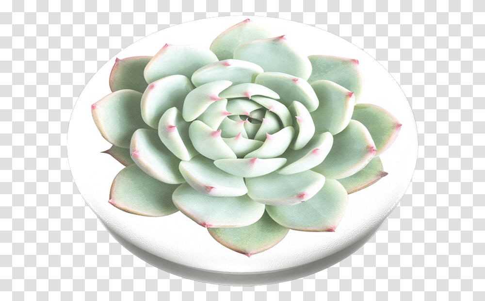 You Succulent Popsockets Care For Echeveria, Dish, Meal, Food, Pottery Transparent Png