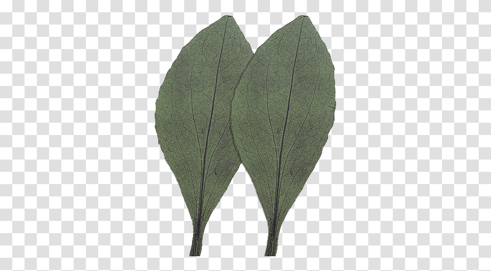 Young Adult Therapy Counseling, Leaf, Plant, Sweater Transparent Png