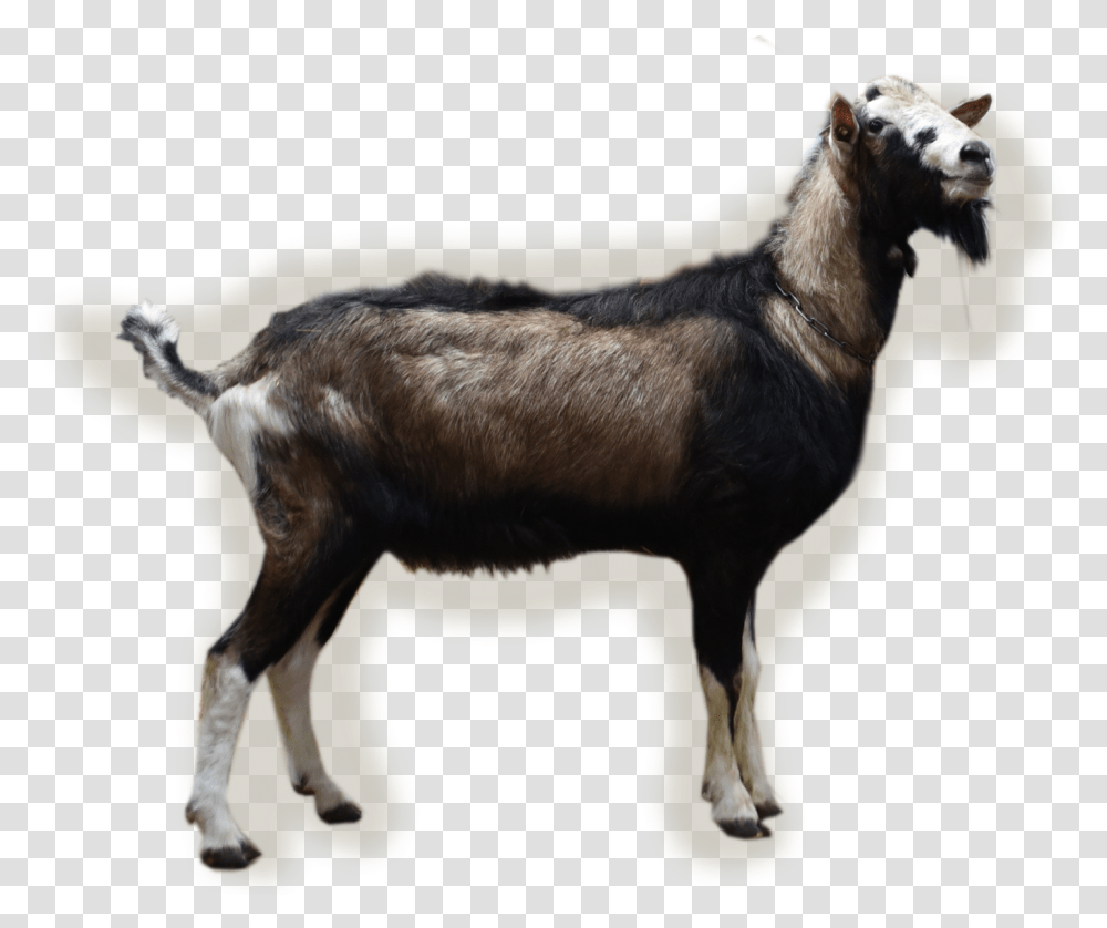 Young Bucks Goat, Mammal, Animal, Mountain Goat, Wildlife Transparent Png