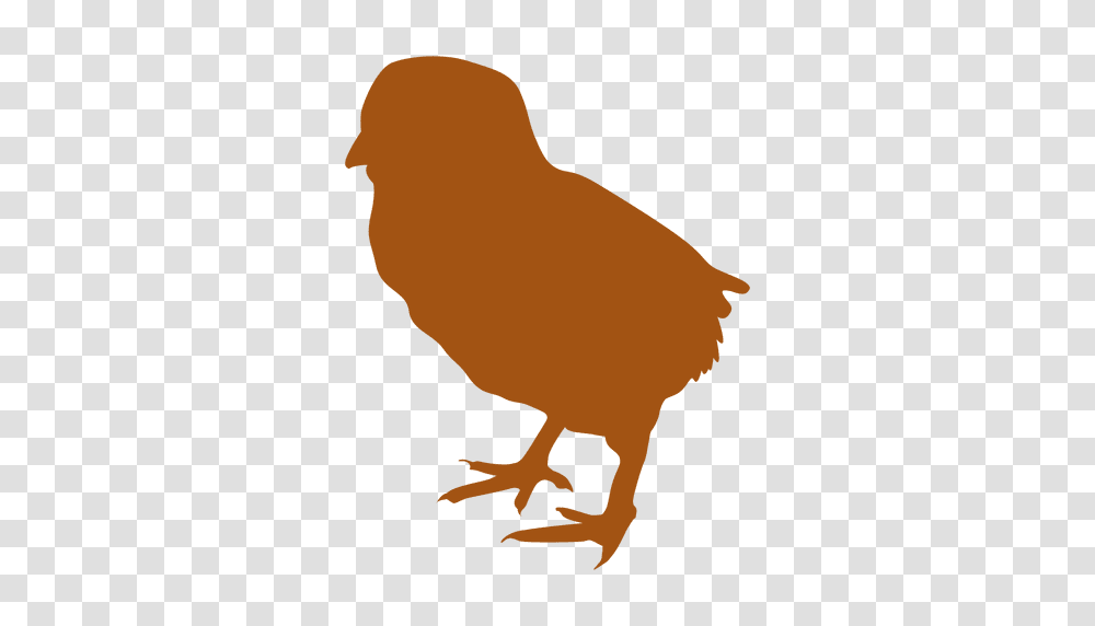 Young Chicken Silhouette, Bird, Animal, Fowl, Poultry Transparent Png