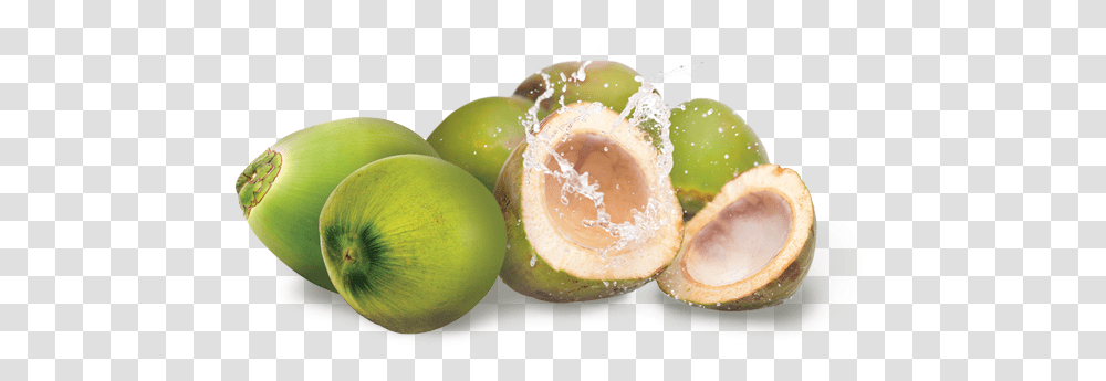 Young Coconut Image Background Coconut, Plant, Fruit, Food, Vegetable Transparent Png