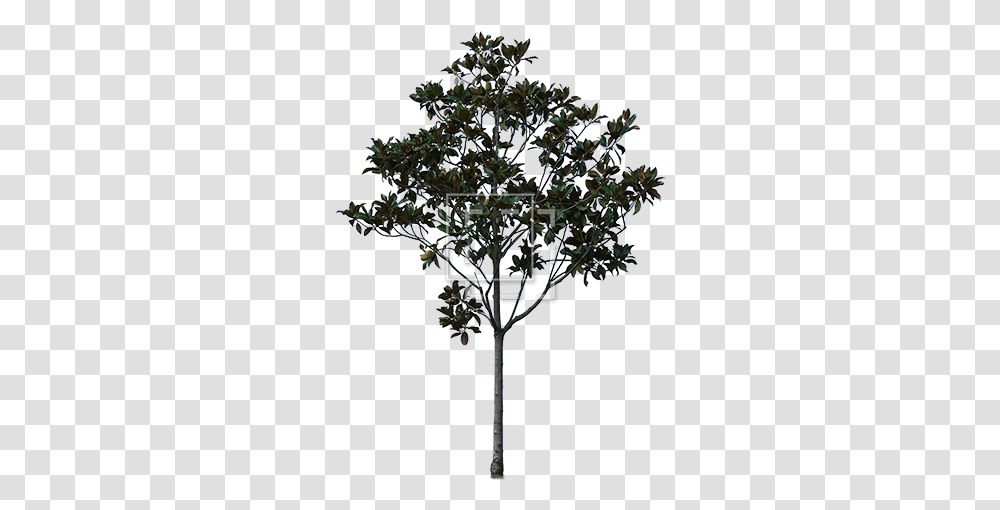 Young Cutout Tree Giant Leaves Immediate Entourage Pond Pine, Plant, Cross, Lamp, Bush Transparent Png