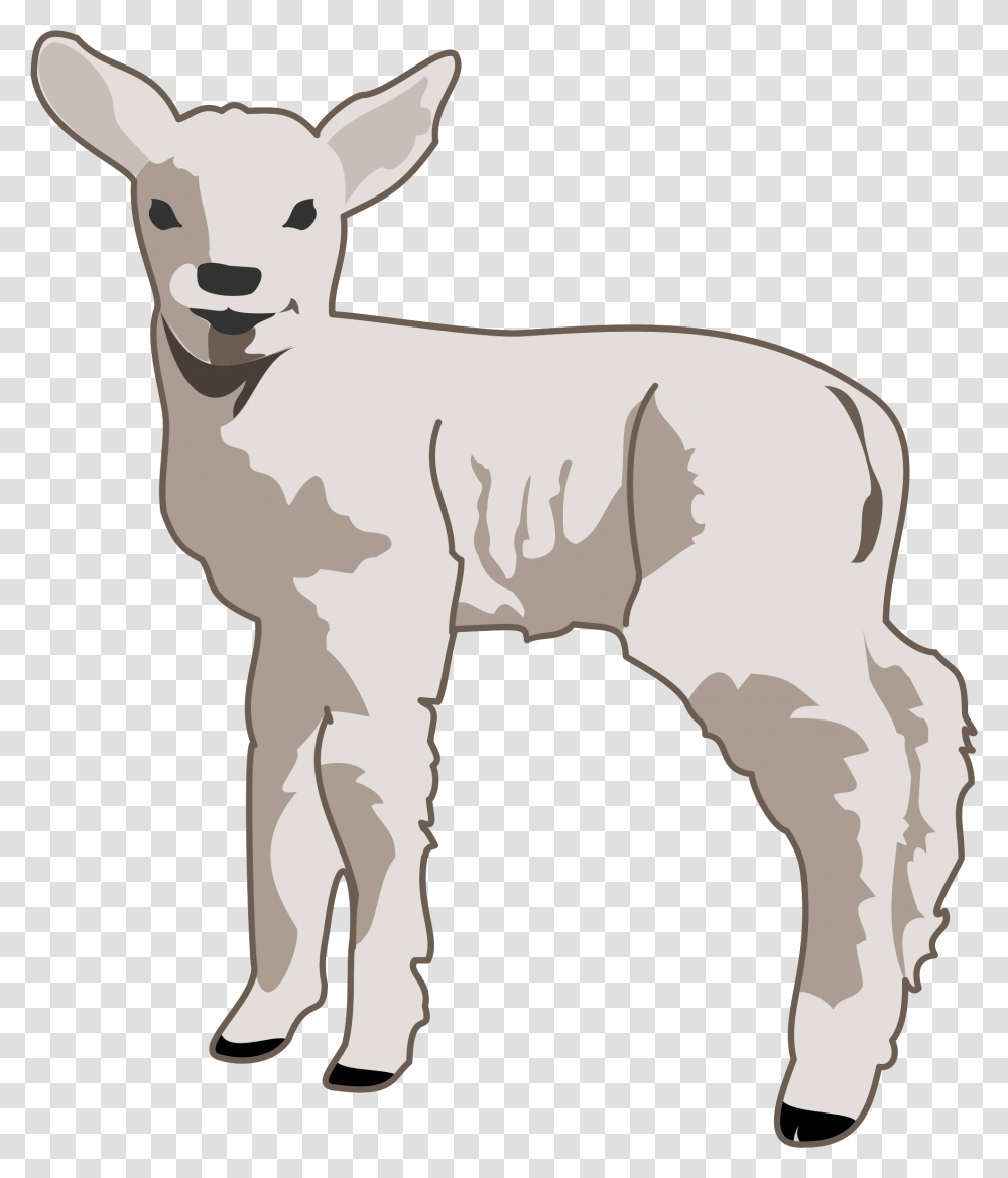 Young Lamb Clip Arts Lamb Clipart, Sheep, Mammal, Animal, Goat Transparent Png