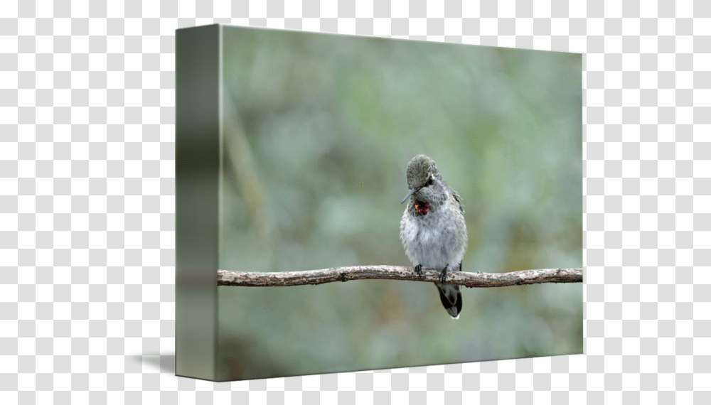 Young Male Annas Hummingbird By Laura Mountainspring Hummingbird, Animal, Sparrow, Finch, Beak Transparent Png