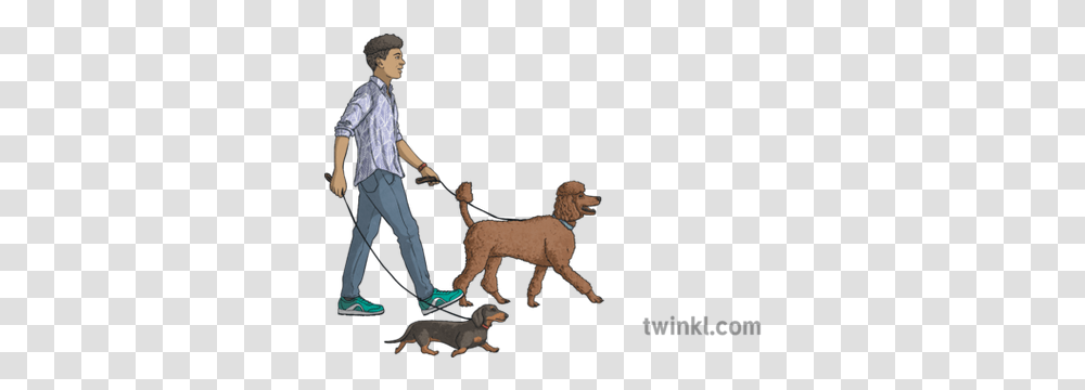 Young Man Walking Dogs Animals People Ancient Dog Breeds, Person, Mammal, Pet, Canine Transparent Png