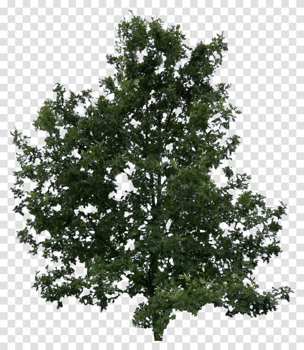Young Oak Free Cut Out People Trees And Leaves Lodgepole Pine Transparent Png