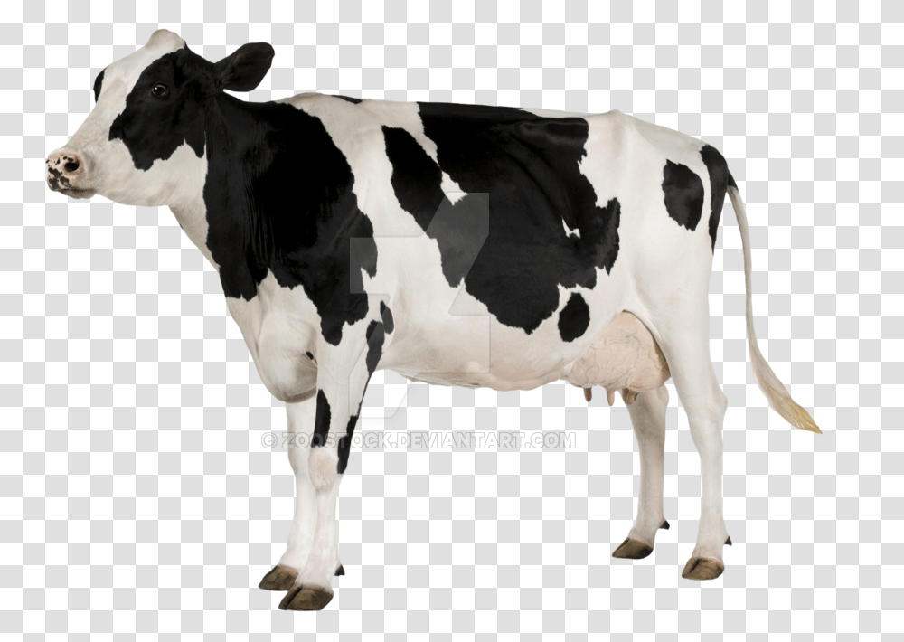 Young On A By Cow With White Background, Cattle, Mammal, Animal, Dairy Cow Transparent Png