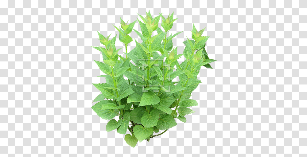 Young Shrub Mint, Plant, Leaf, Grass, Potted Plant Transparent Png