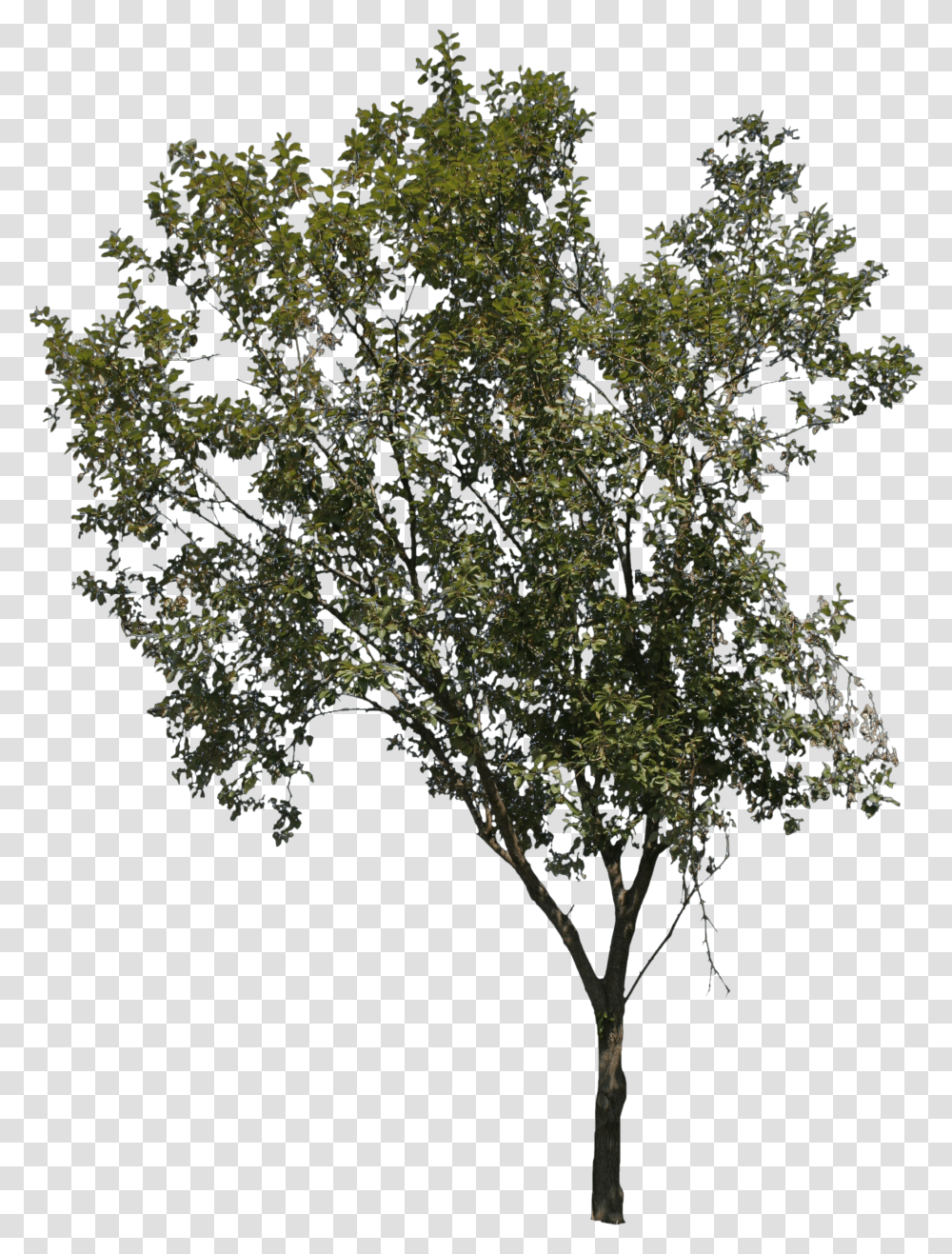 Young Thin Tree Tree Transparent Png