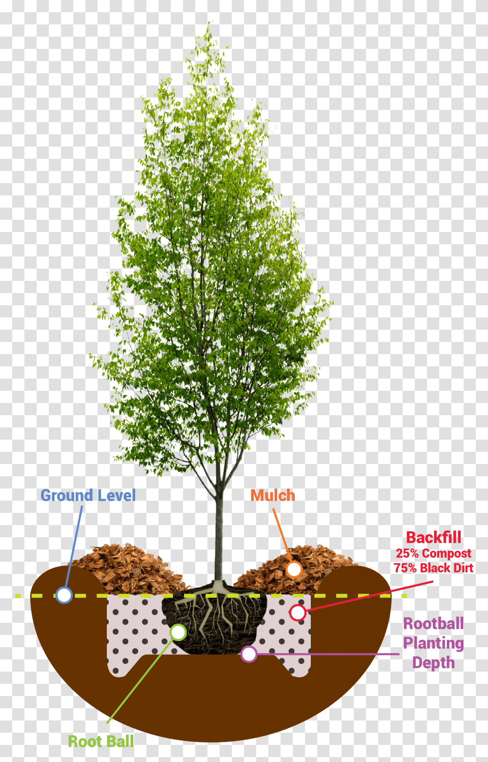 Young Tree Photoshop, Plant, Conifer, Maple, Fir Transparent Png