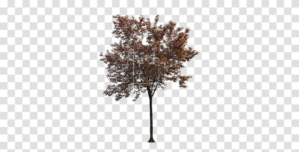 Young Tree With Red And Purple Leaves Immediate Entourage Pond Pine, Plant, Map, Diagram, Flower Transparent Png