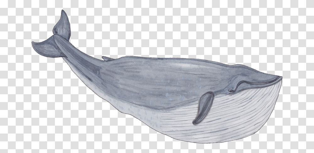 Young Whale Warrior Competition Balaenidae, Animal, Sea Life, Mammal, Rug Transparent Png