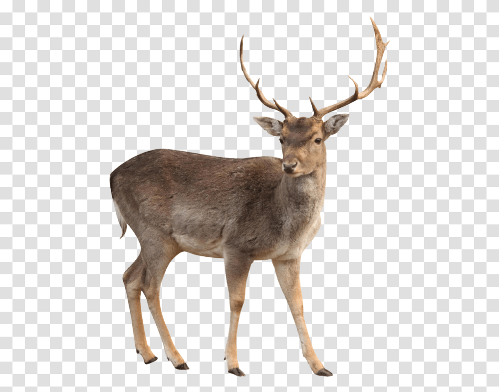 Young Wild Moose Image White Tailed Deer, Antelope, Wildlife, Mammal, Animal Transparent Png