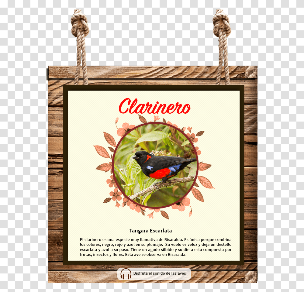 Your Browser Does Not Support The Audio Tag Picture Frame, Bird, Animal, Blackbird, Agelaius Transparent Png