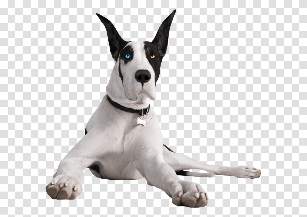 Your Cart Is Empty Pergo The Great Dane, Dog, Pet, Canine, Animal Transparent Png
