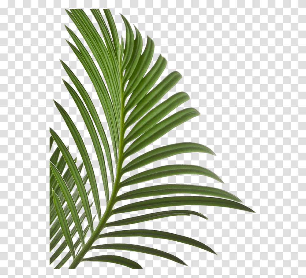 Your First Time Is Always Free Leaves Isolated, Plant, Leaf, Tree, Conifer Transparent Png