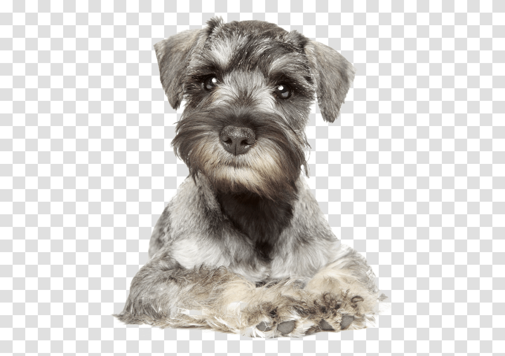 Your Furry Friend Looking A Bit Scruffy Miniature Schnauzer White Background, Dog, Pet, Canine, Animal Transparent Png