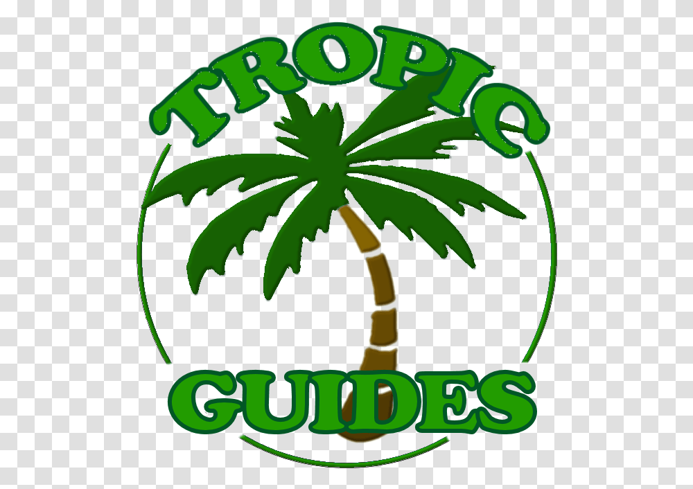 Your Guided Tours Where Reef Meets Rainforest Palm Tree Tattoos Printouts, Plant, Flower, Blossom, Lupin Transparent Png