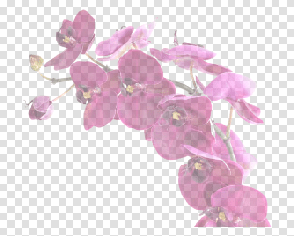 Your Only Purchasing One Vanilla Orchid Artificial Flower, Plant, Blossom, Geranium Transparent Png