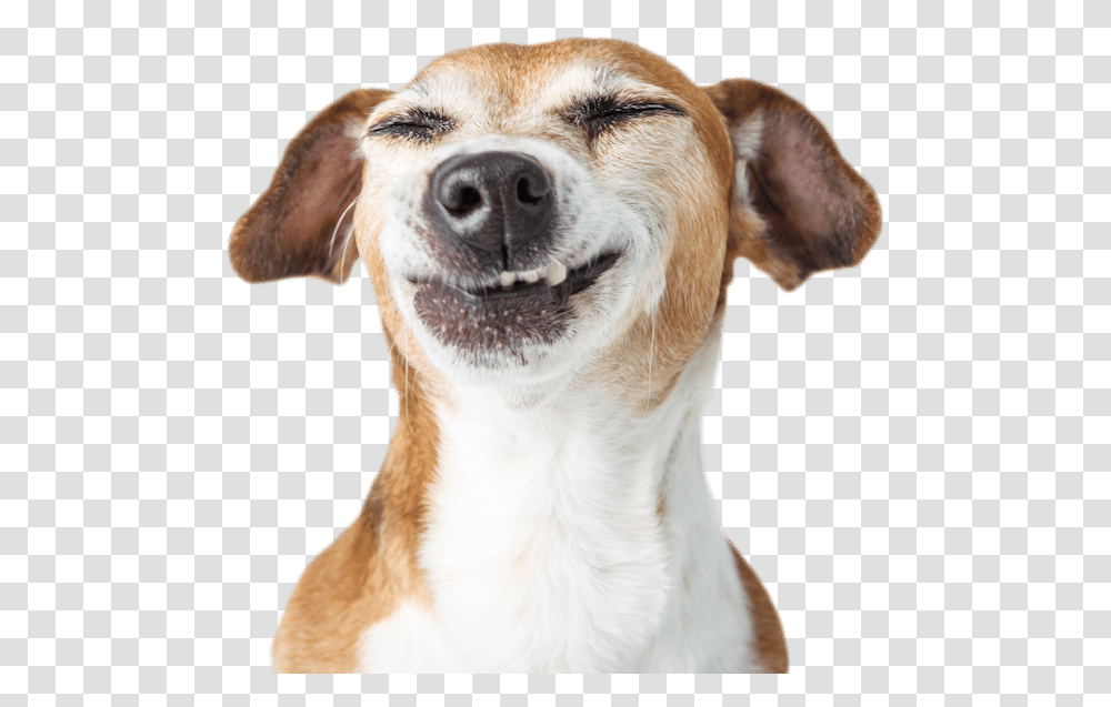 Your Pet Will Love The Care Funny Dog Background, Canine, Animal, Mammal, Hound Transparent Png