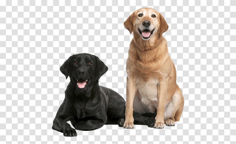 Your Senior Dog Newfoundland And Labrador Breed, Labrador Retriever, Pet, Canine, Animal Transparent Png
