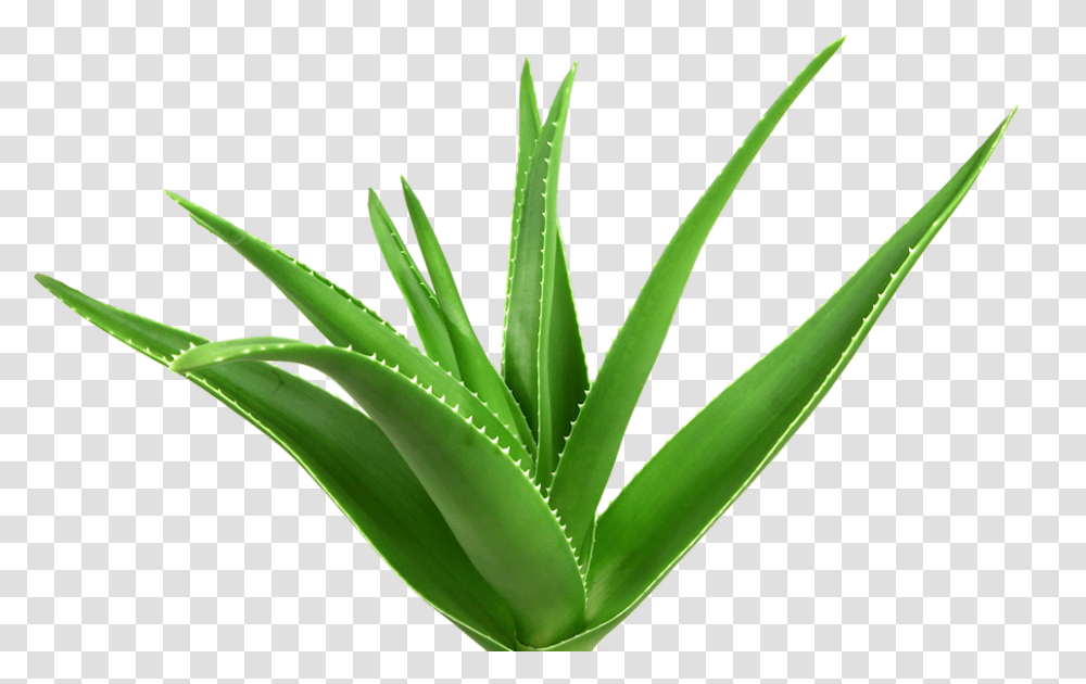 Your Skins Nutrition Business Aloe Vera Images Hd, Plant Transparent Png