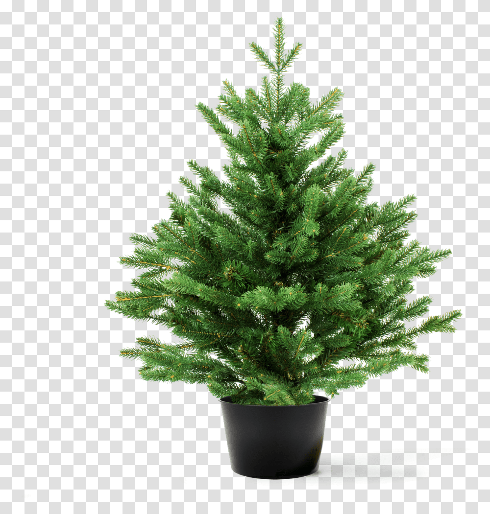 Your Tree Candle Houseplant, Christmas Tree, Ornament, Pine, Conifer Transparent Png