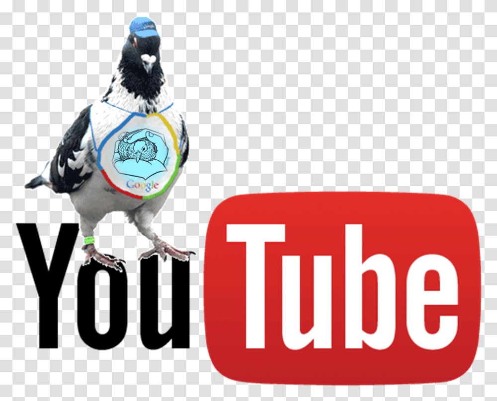 Youtube Live Stream Logo, Jay, Bird, Animal, Blue Jay Transparent Png