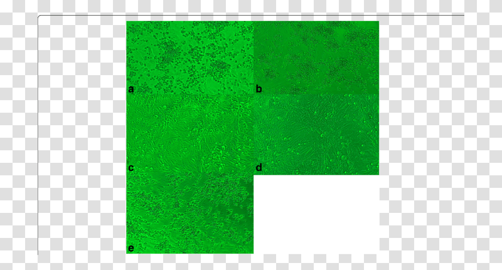 Ytopathic Effect Of Vero Cells A Cytopathic Effect Observed, Rug, Green, Plant Transparent Png
