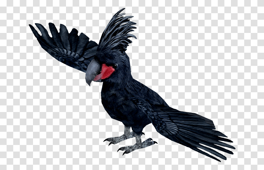 Ytswhay Palm Cockatoo Clip Art, Bird, Animal, Parrot, Cardinal Transparent Png