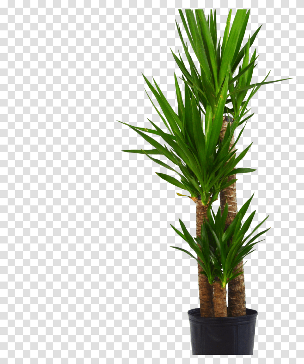 Yuca Elephantipes Quotspineless Yucca Houseplant, Tree, Palm Tree, Arecaceae Transparent Png