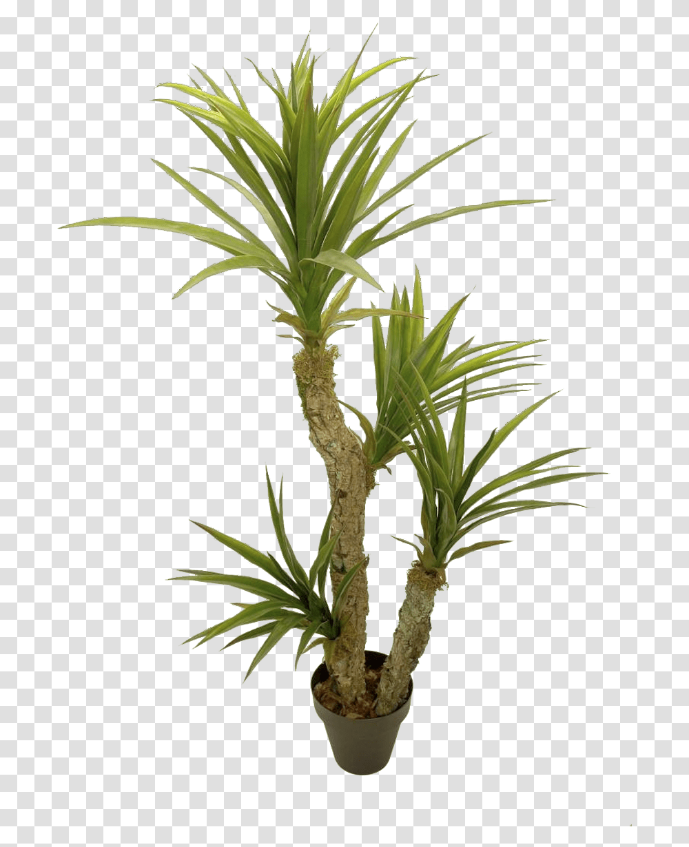Yuca Houseplant, Tree, Palm Tree, Arecaceae, Agavaceae Transparent Png