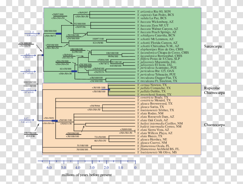 Yucca Based Document, Plot, Text, Word, Label Transparent Png