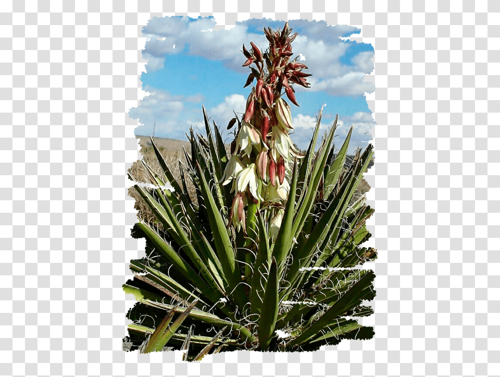 Yucca Blossom Tote Bag Yucca Blossom, Plant, Agavaceae, Bird, Animal Transparent Png