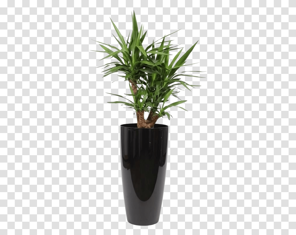 Yucca Branches In Ornamental Pot Water Meter Florastore Plants For Oxygen Indoors, Tree, Palm Tree, Arecaceae, Flower Transparent Png